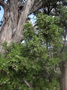 atlantic white cedar