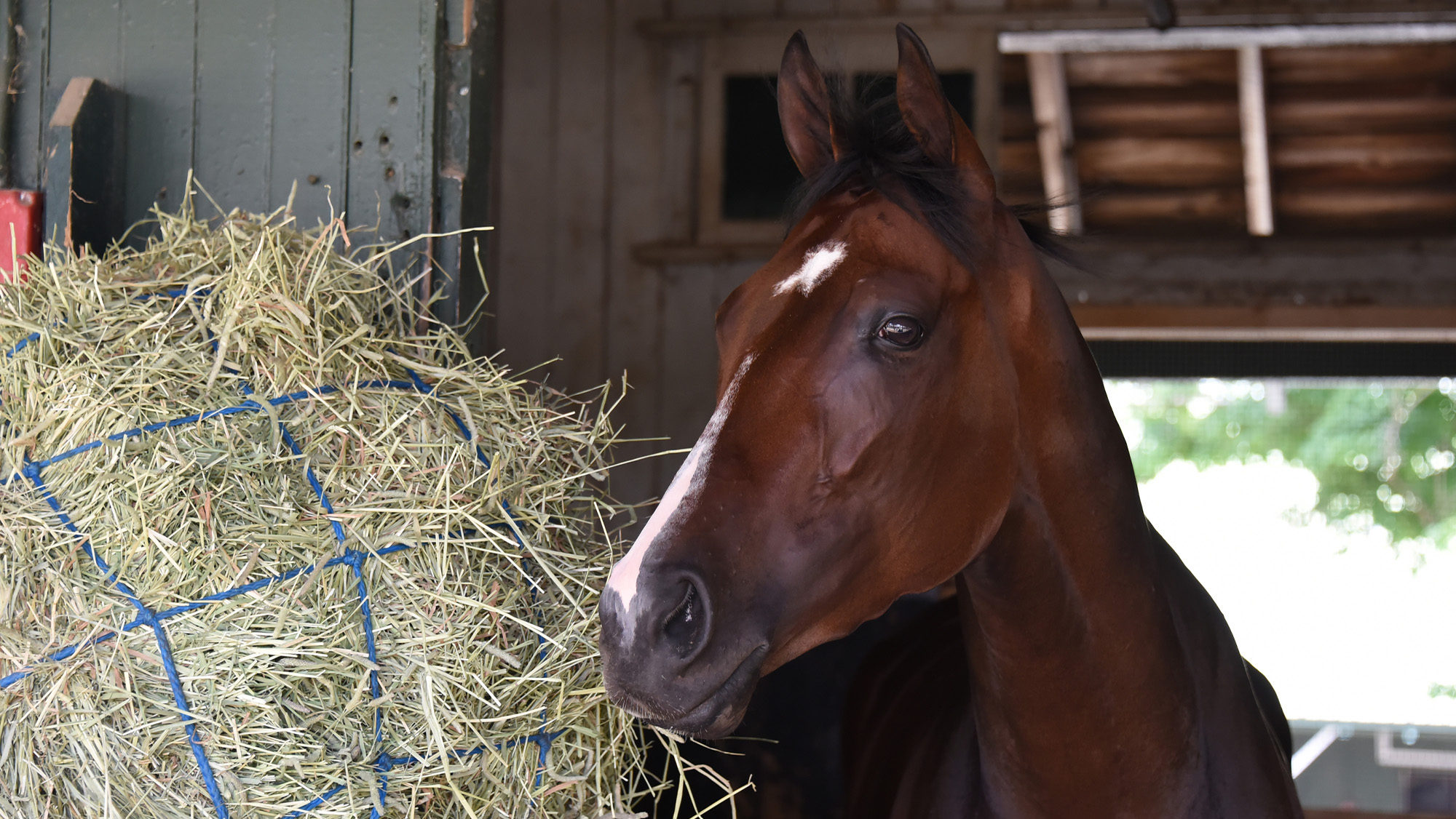 Horse eating hay in stable