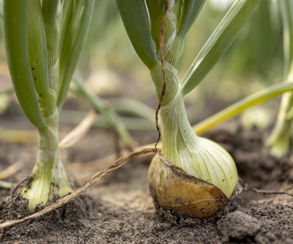 How to grow bigger onions expert tips for large bulbs Homes & Gardens