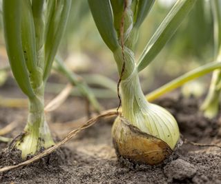 Two healthy onions growing in a field