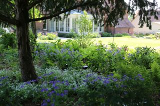 shade garden ideas: plants beneath tree