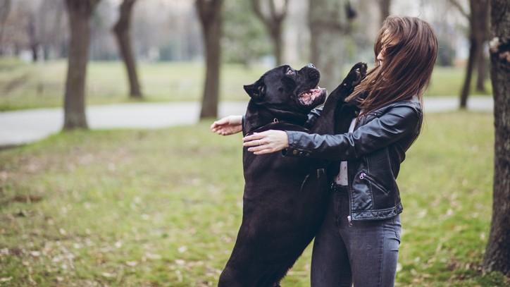 How to tackle dog aggression: 5 dog behavior problems solved | PetsRadar