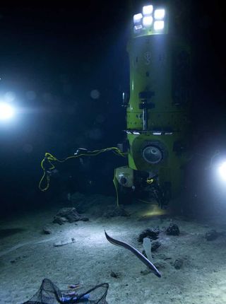 james cameron deep sea news, mariana trench news, deepsea challenger images, deep-sea life, seafloor animals, deep sea news