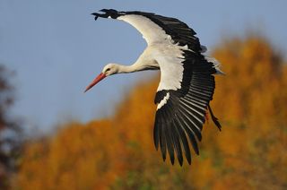 White Stork