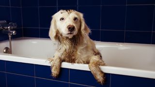 Dog sat in a bath getting washed