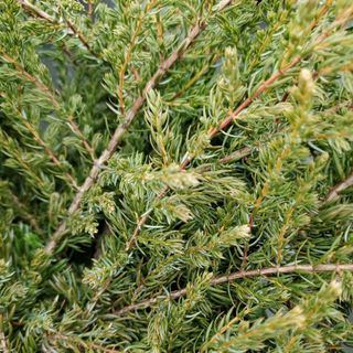 Juniperus Communis Alpine Carpet in detail showing needles on branches