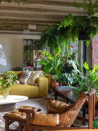 A living room with tall, leafy plants