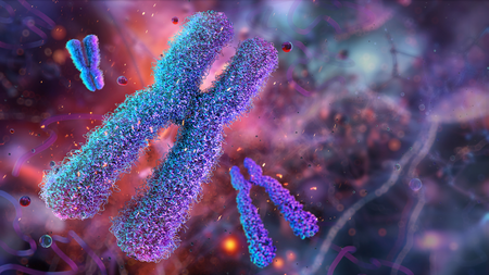 Human X chromosomes, 3D illustration.