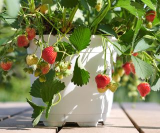 strawberries growing in a pot