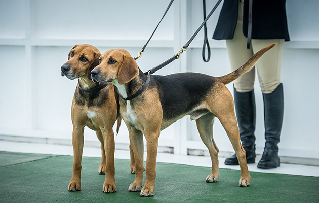 The Holcombe enjoy success in the doghound couple class with Drummer 15 & Barrister 12