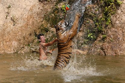 A tiger jumps while being trained at the Tiger Temple in Kanchanaburi province, west of Bangkok, Thailand.
