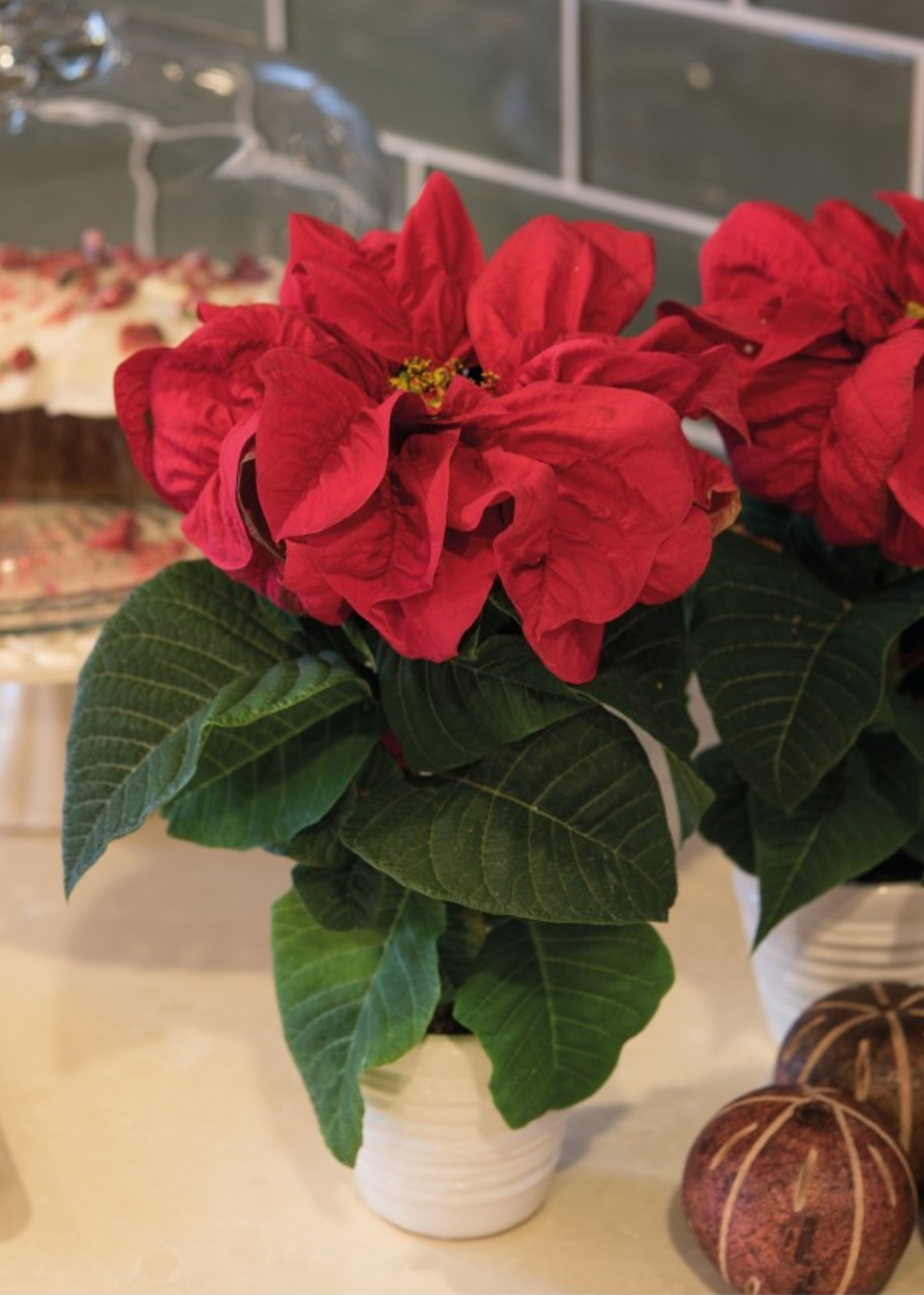A close-up of a poinsettia winter rose on a counter