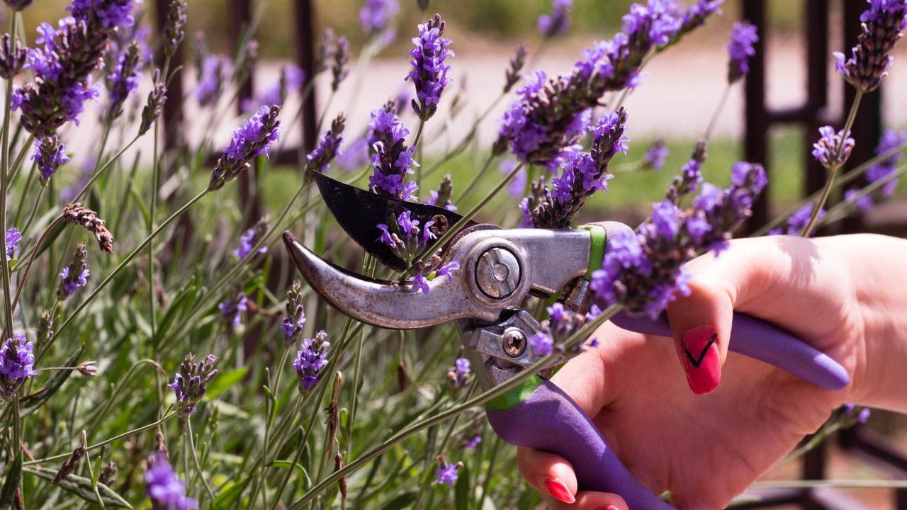 Cutting lavender with pruning shears