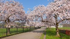 Cherry blossom on trees at Nottingham University  
