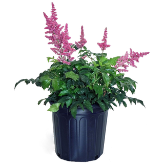 A planter with live purple pink astilbe flowers