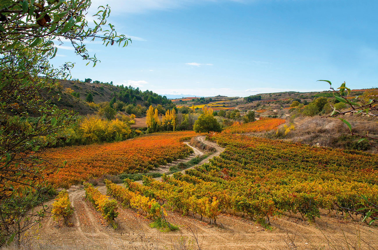 Vineyards Valdebaron area