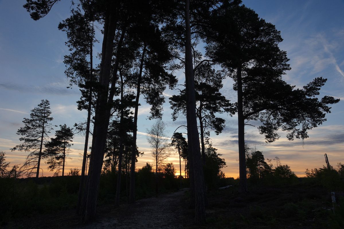 Sony RX10 V bridge camera sample gallery, silhouettes of tall trees at first light, with golden light behind them