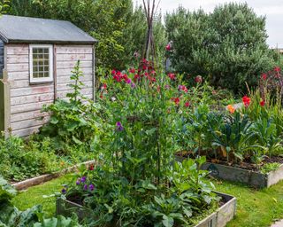 shed and raised beds