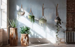 selection of hanging planters filled with indoor plants
