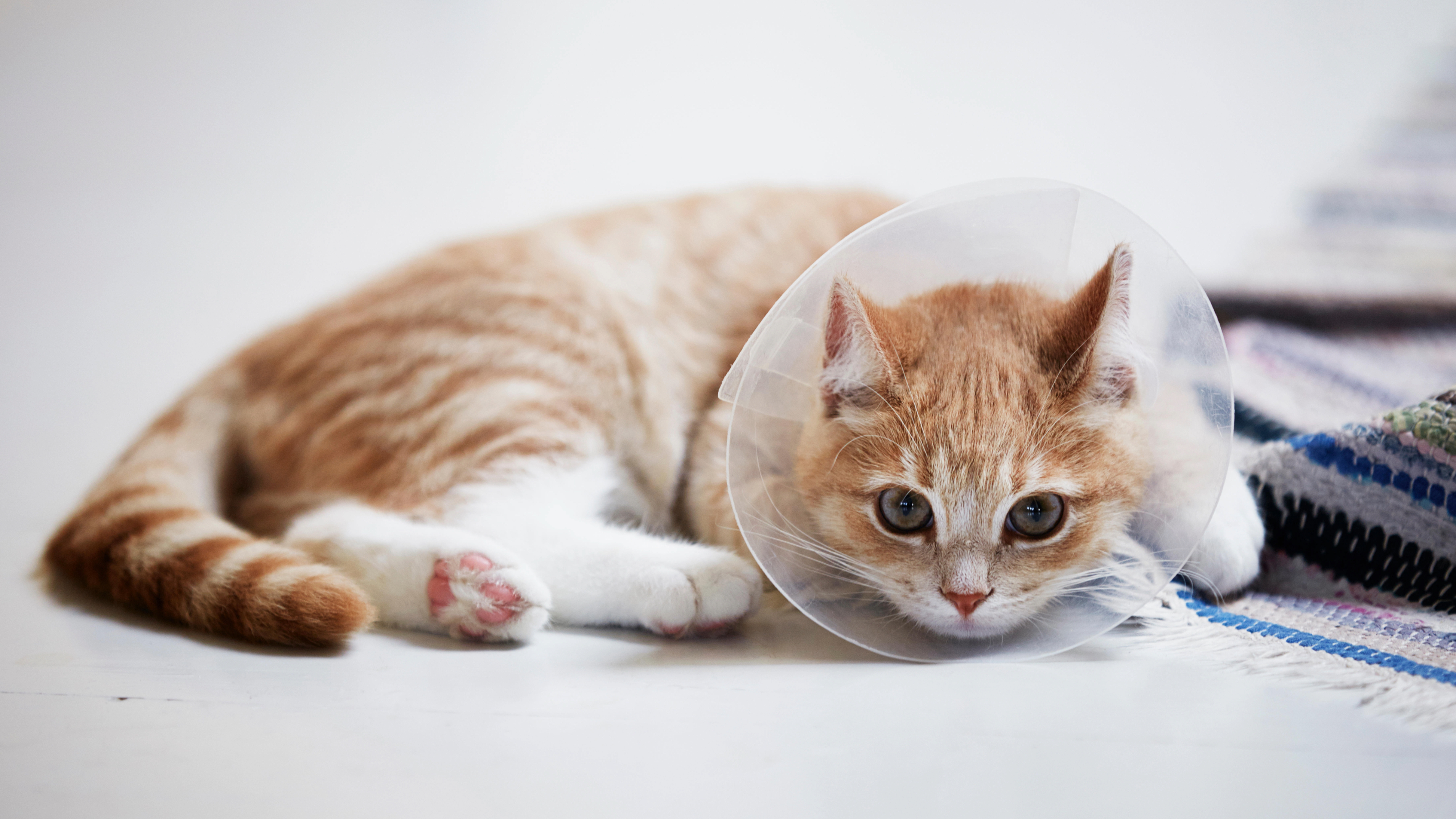 Kitten wearing medical cone