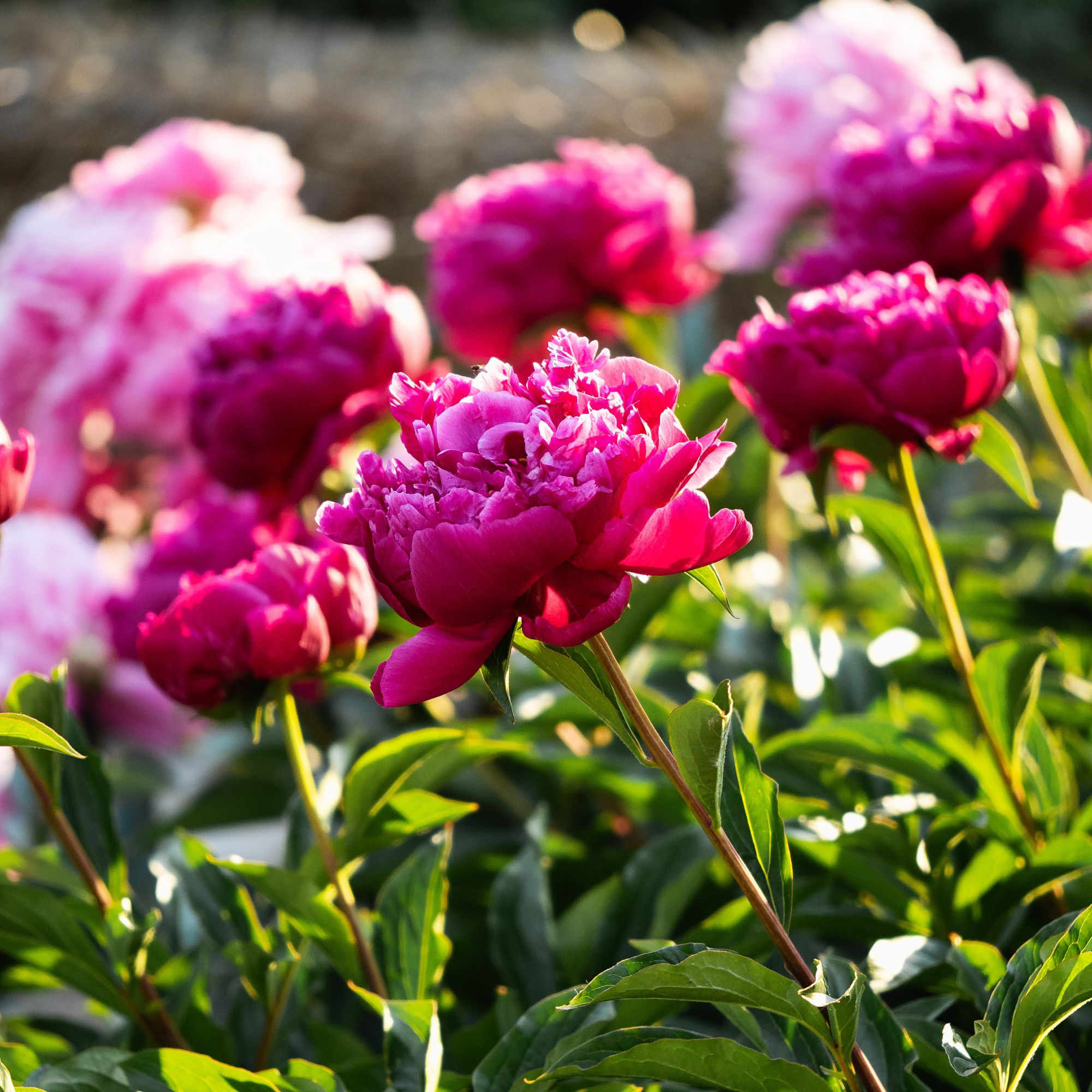 peonies in garden