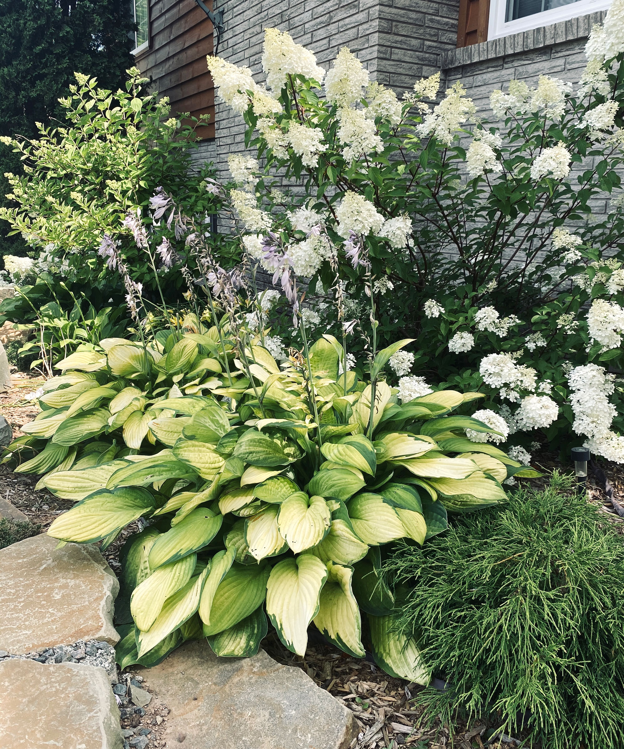 chartreuse hosta and white hydrangea in front of gray wall