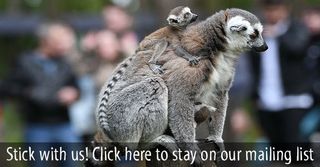 Who could resist a Lemur's plea?