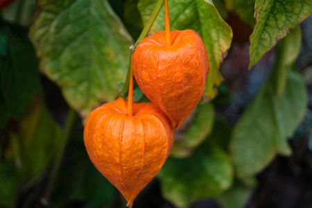 Orange Chinese Lantern Plants