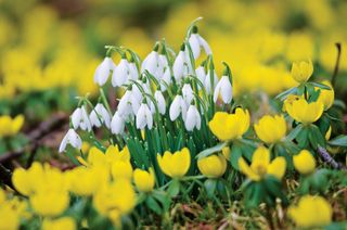 A patch of Snowdrops flowering in a field of yellow Winter Aconite