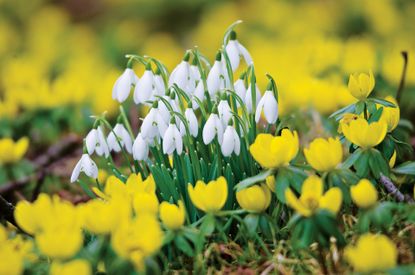 Best winter flowers - A patch of Snowdrops flowering in a field of yellow Winter Aconite
