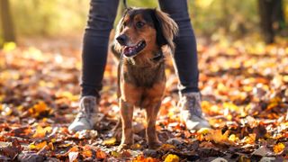 Dog stood amongst autumn leaves