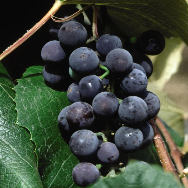 Concord Seedless Grape Vine - 5 Inch Container