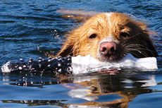 animals, biology, evolution, doggy paddle