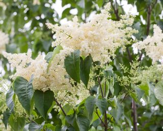 The white flowers of Japanese lilac of Syringa reticulata
