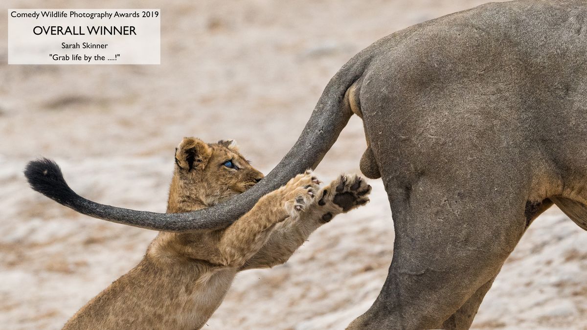 Have a giggle at the winning photo from the Comedy Wildlife Photography Awards