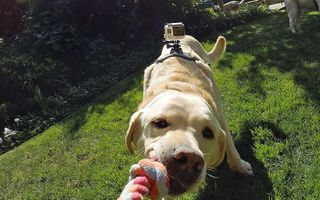 GoPro Fetch Dog Harness