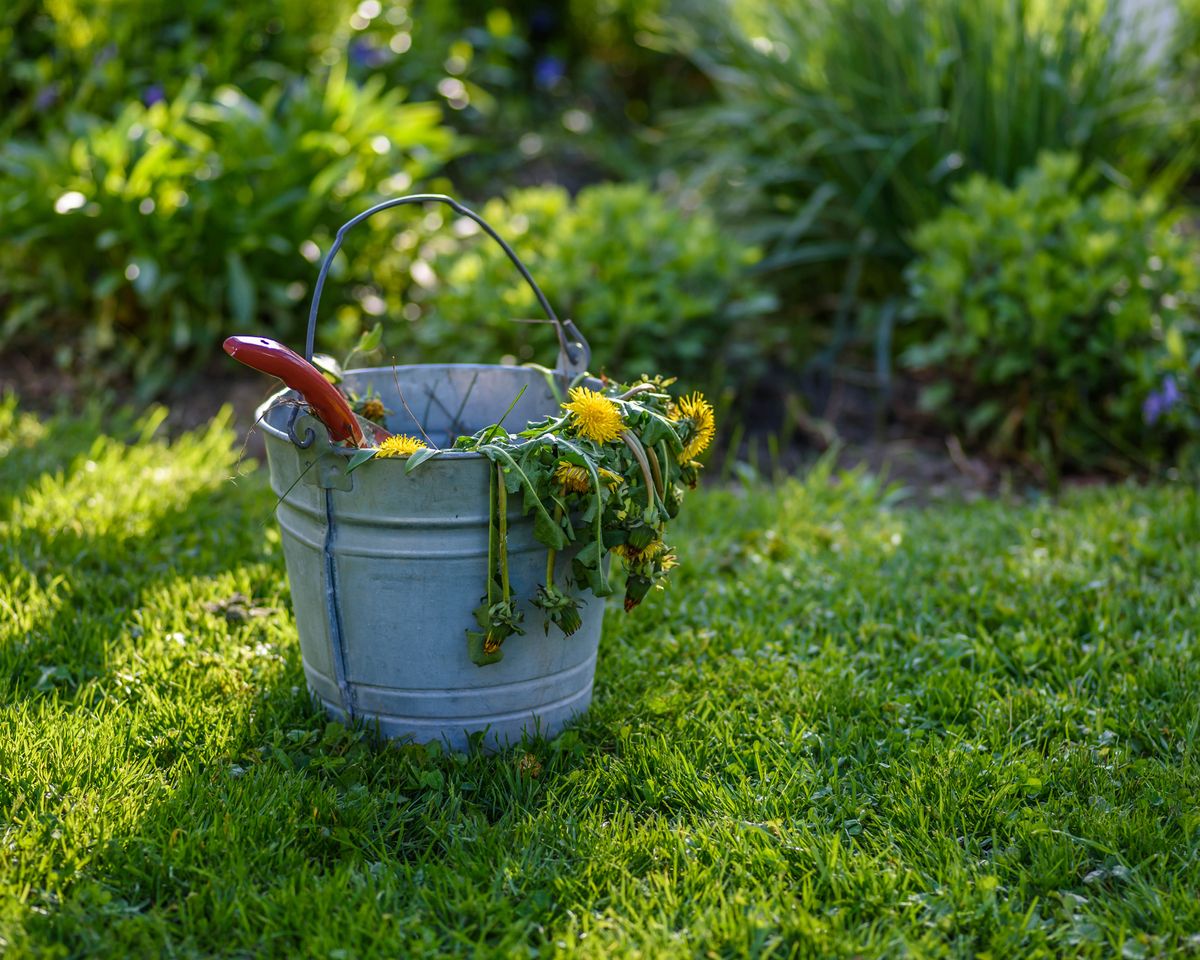 8 erreurs de désherbage qui nécessitent beaucoup d'entretien dans votre jardin