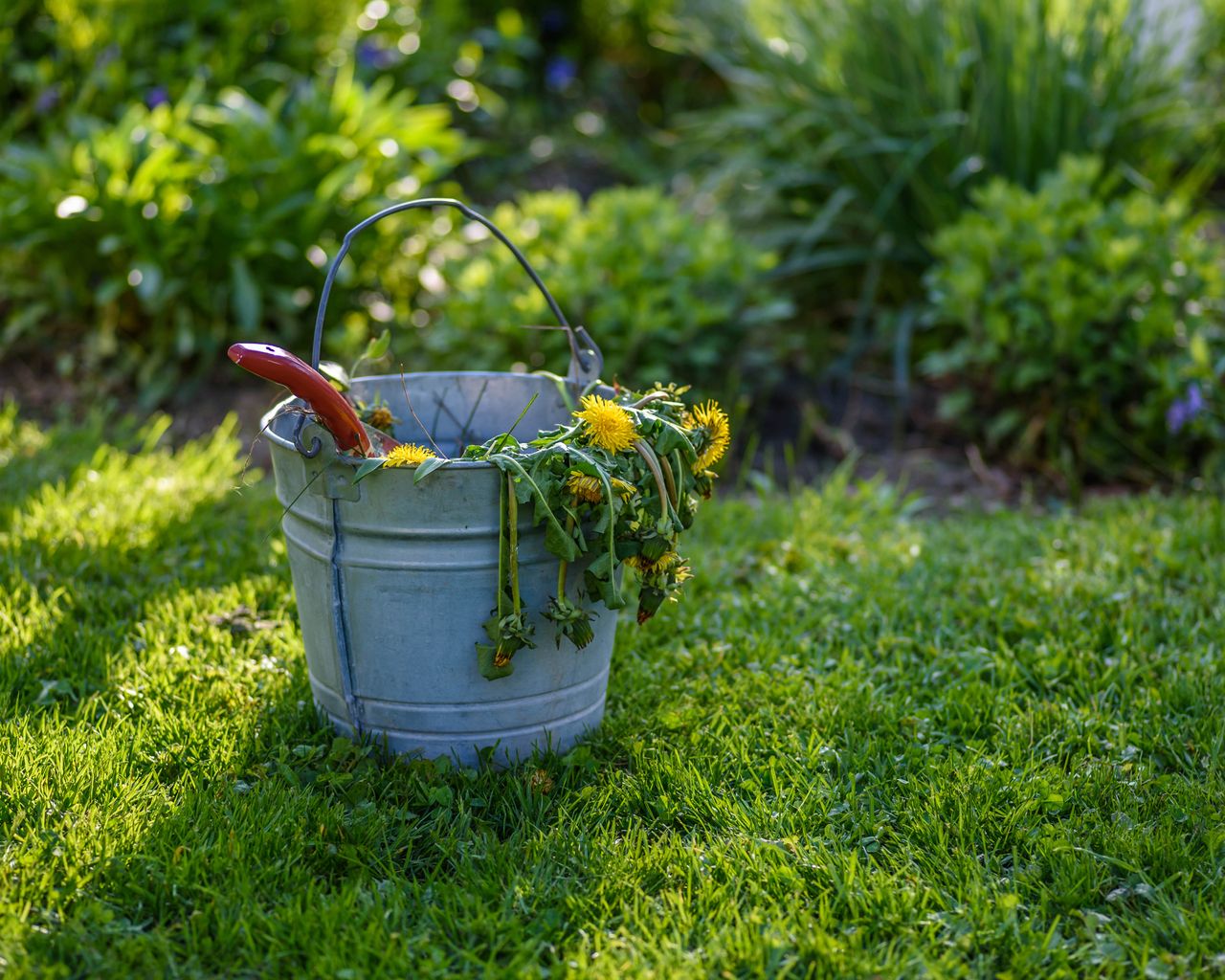 Dandelions in a bucket after being pulled