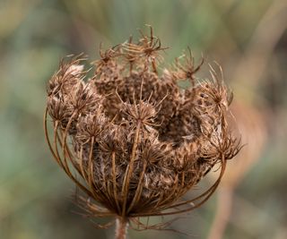 Dried carrot flower