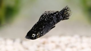 Black Molly fish