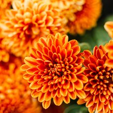 orange chrysanthemums flowering in border