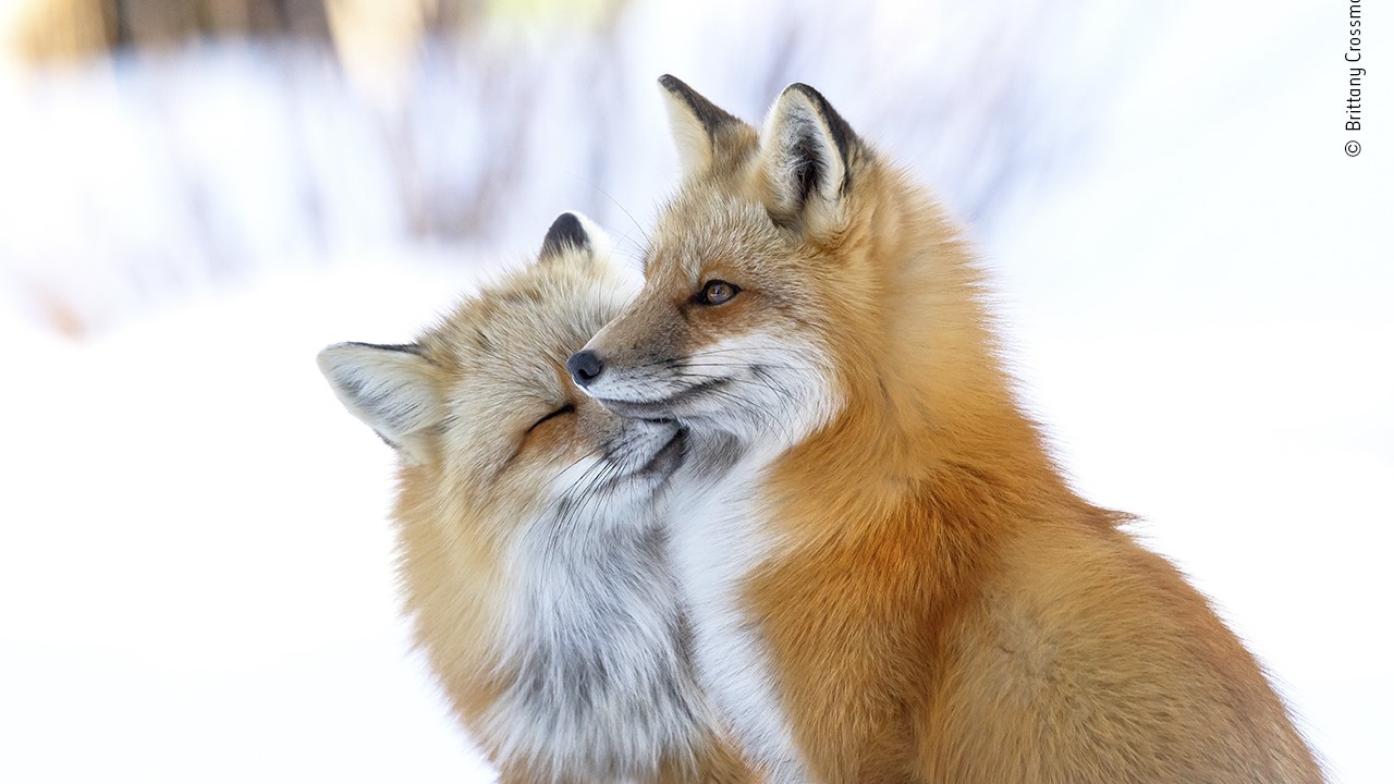 Two red foxes nuzzle one another.