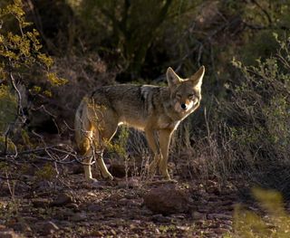 Coyotes adapt to their neighbors