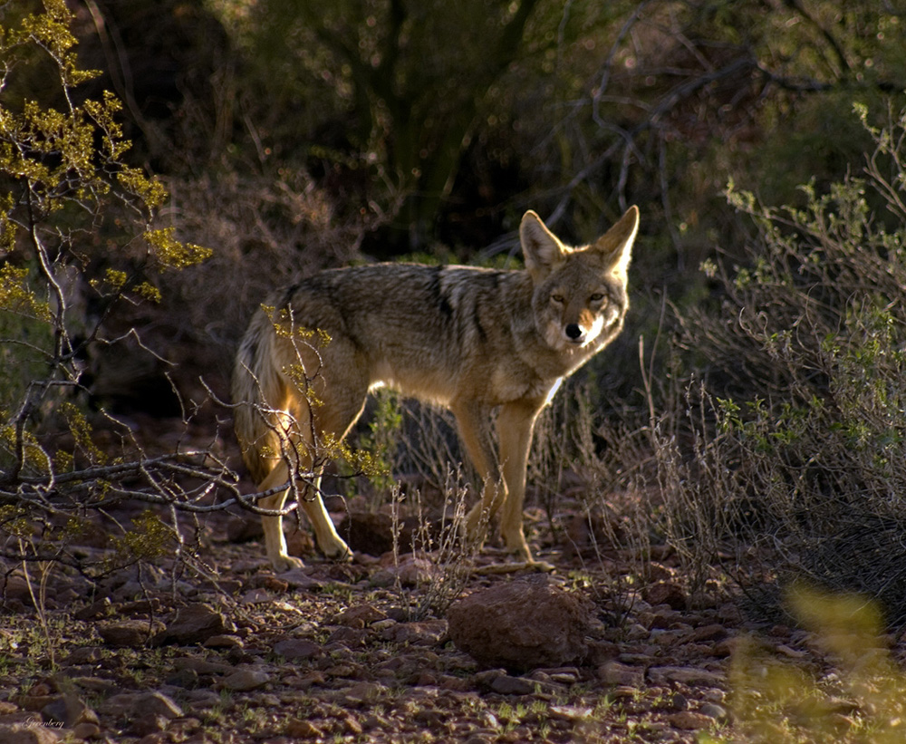 Photos: The Many Mammals of the North American Deserts | Live Science