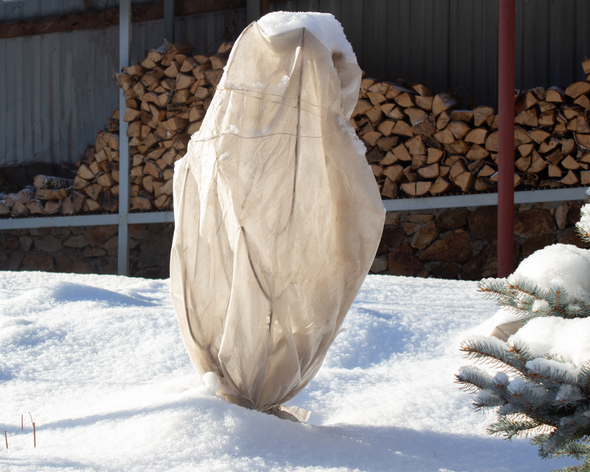 Shelter of plants and flowers in the garden from frost with a light spunbond non-woven fabric plant cover