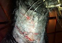 savaged_pony.jpg