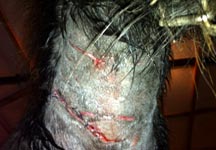 savaged_pony.jpg