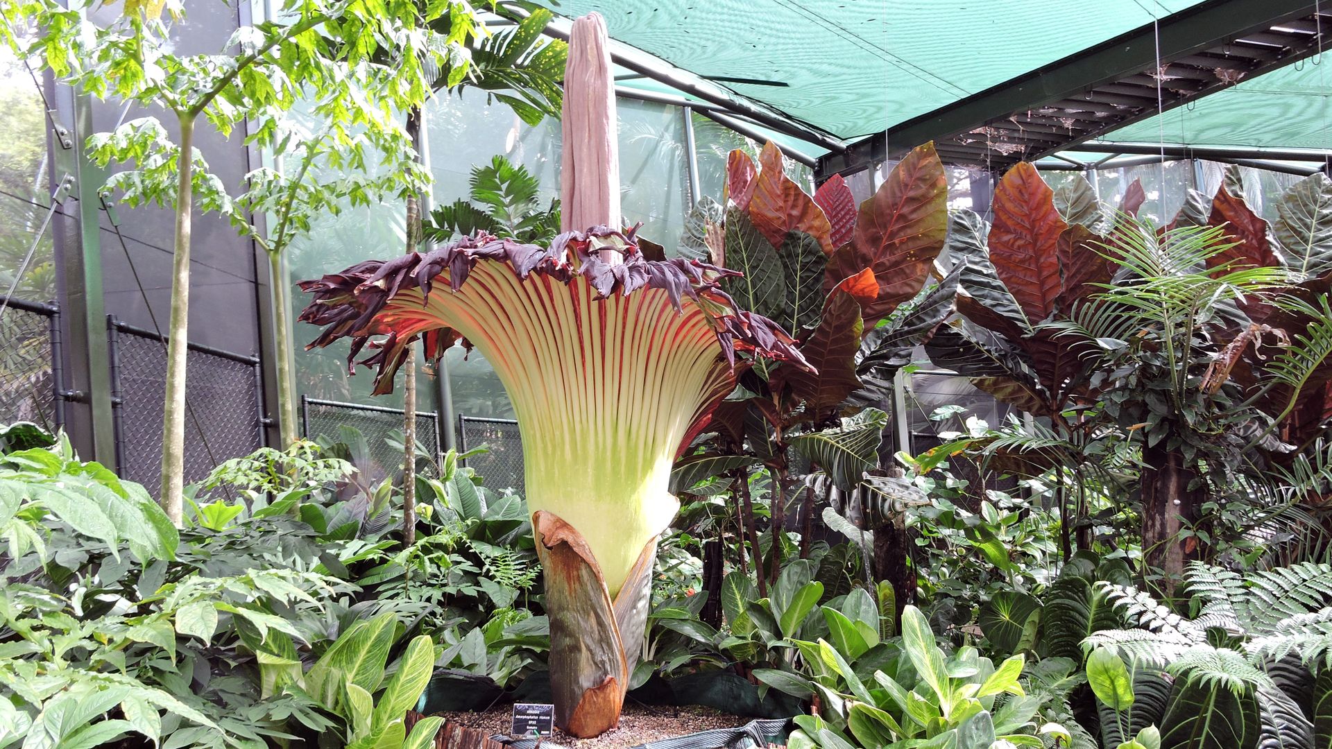 Corpse Flower Facts about the smelly plant Live Science