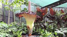 Corpse flower in bloom in Cairns, Queensland, Australia