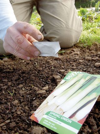 Sowing spring onion seeds in ground